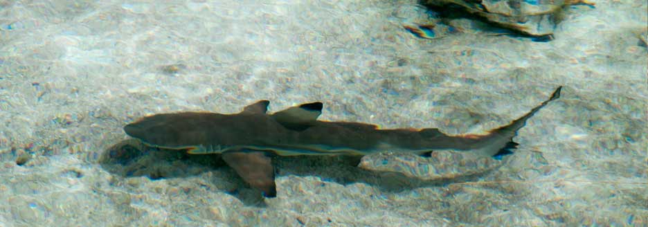 shark